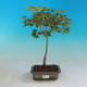 Outdoor-Bonsai-Acer Palmatum Aureum - Golden Maple Maple - 1/3