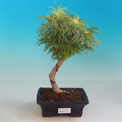 Bonsai im Freien - Pseudolarix amabis-Pamodrine - 1