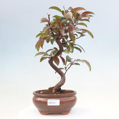 Freilandbonsai - Malus Domestica - Kleinfruchtiger rotblättriger Apfelbaum - 1