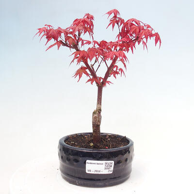 Bonsai im Freien - Ahorn - Acer palmatum DESHOJO - 1