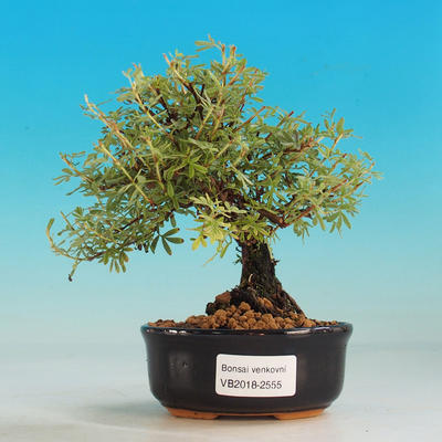 Bonsai-Mochna Sträucher im Freien - Dasiphora fruticosa Gelb - 1