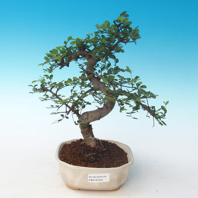 Indoor Bonsai - Ulmus parvifolia - Kleine Blattulme 405-PB2191255 - 1