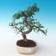 Indoor Bonsai - Ulmus parvifolia - Kleine Blattulme 405-PB2191255 - 1/3