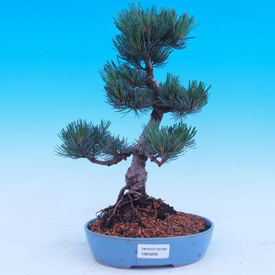 Outdoor-Bonsai -Borovice drobnokvětá - Pinus parviflora glauca - 1