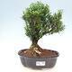Zimmerbonsai - Buxus harlandii - Korkbuchsbaum - 1/3