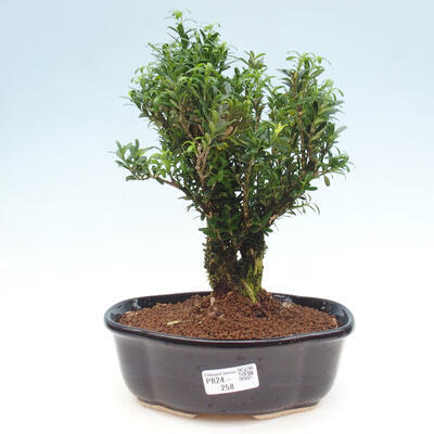 Zimmerbonsai - Buxus harlandii - Korkbuchsbaum - 1