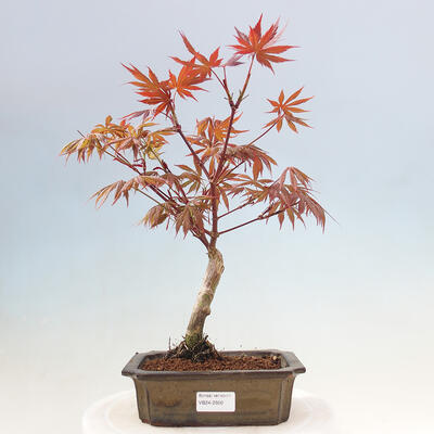 Bonsai im Freien - Acer-Palme. Atropurpureum-Palmenblatt-Ahorn - 1