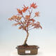 Bonsai im Freien - Acer-Palme. Atropurpureum-Palmenblatt-Ahorn - 1/2