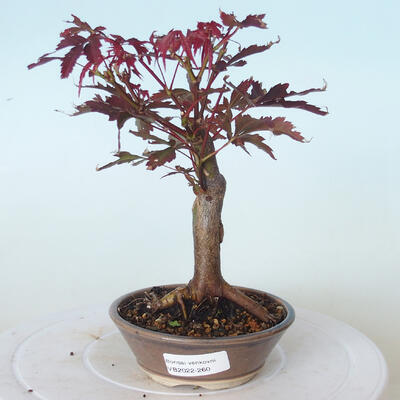 Outdoor-Bonsai - Acer-Palme. Atropurpureum-Rotes Palmblatt - 1