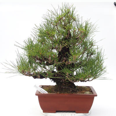Pinus thunbergii Corticosa - Thunberg Kiefer - 1