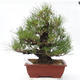 Pinus thunbergii Corticosa - Thunberg Kiefer - 1/5