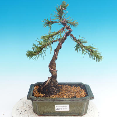 Bonsai im Freien - Pinus mugo Humpy - Pine Pine