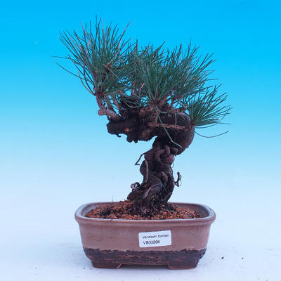 Outdoor-Bonsai -Borovice Thungergova - Pinus thunbergii - 1