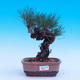 Outdoor-Bonsai -Borovice Thungergova - Pinus thunbergii - 1/5