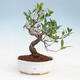 Zimmerbonsai - Ficus kimmen - kleinblättriger Ficus - 1/2