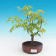 Outdoor-Bonsai-Acer palmatum Sango Koku- japanischer Ahorn - 1/2