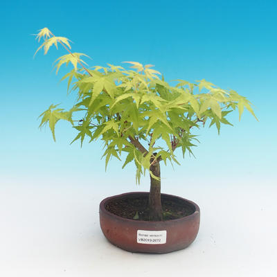 Outdoor-Bonsai-Acer palmatum Sango Koku- japanischer Ahorn - 1