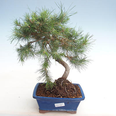 Innen Bonsai-Pinus halepensis-Aleppo Kiefer PB2201269
