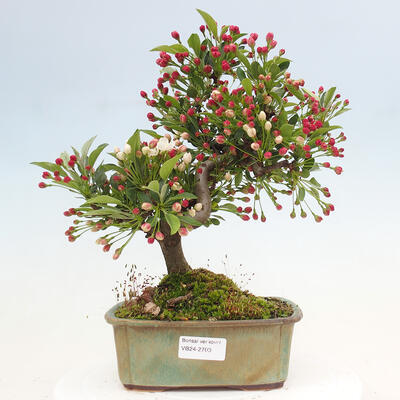 Freilandbonsai - Malus sargentii - Kleinfruchtiger Apfelbaum - 1