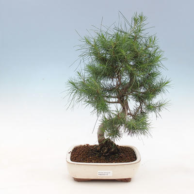 Innen Bonsai-Pinus halepensis-Aleppo-Kiefer