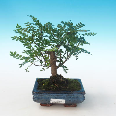 Indoor Bonsai - Zantoxylum piperitum - Pfefferbaum PB2191272 - 1