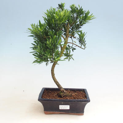 Zimmerbonsai-Podocarpus-Stein tausend - 1