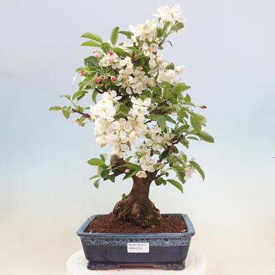 Bonsai im Freien - Malus halliana - Kleinfruchtiger Apfelbaum - 1