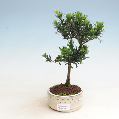 Zimmerbonsai - Podocarpus - Steintausend