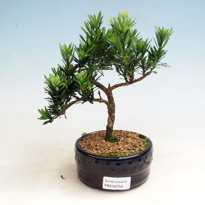 Zimmerbonsai - Podocarpus - Steintausend