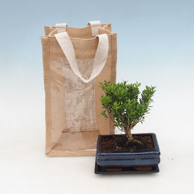Zimmer Bonsai in einer Geschenktüte - JUTA, Buxus harlandii-Cork Buchsbaum