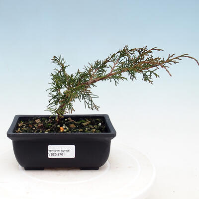 Outdoor-Bonsai - Juniperus chinensis KISHU - Chinesischer Wacholder