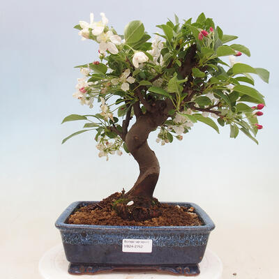Bonsai im Freien - Malus halliana - Kleinfruchtiger Apfelbaum - 1