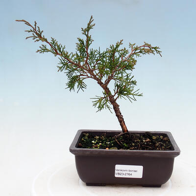 Outdoor-Bonsai - Juniperus chinensis KISHU - Chinesischer Wacholder