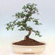 Indoor bonsai - Carmona macrophylla - Fuki tea - 1/7