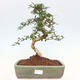 Indoor bonsai - Carmona macrophylla - Fuki tea - 1/7