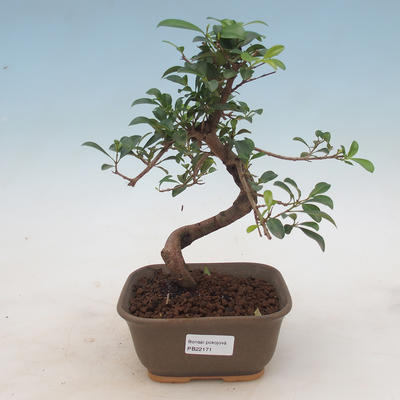 Zimmer Bonsai - Australische Kirsche - Eugenia uniflora