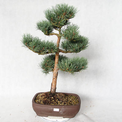 Außenbonsai - Pinus sylvestris Watereri - Waldkiefer VB2019-26848 - 1