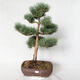 Außenbonsai - Pinus sylvestris Watereri - Waldkiefer VB2019-26848 - 1/4