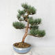 Außenbonsai - Pinus sylvestris Watereri - Waldkiefer VB2019-26859 - 1/4