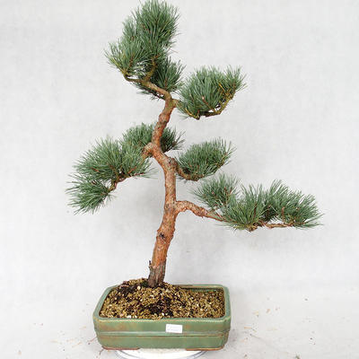 Außenbonsai - Pinus sylvestris Watereri - Waldkiefer VB2019-26877 - 1