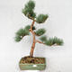 Außenbonsai - Pinus sylvestris Watereri - Waldkiefer VB2019-26877 - 1/4