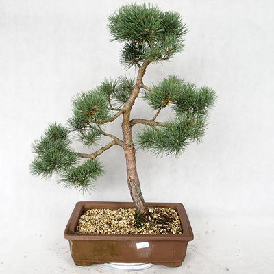 Außenbonsai - Pinus sylvestris Watereri - Waldkiefer VB2019-26878 - 1
