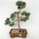 Außenbonsai - Pinus sylvestris Watereri - Waldkiefer VB2019-26878 - 1/4