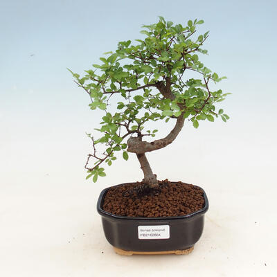 Indoor Bonsai - Ulmus parvifolia - Kleine Blattulme - 1