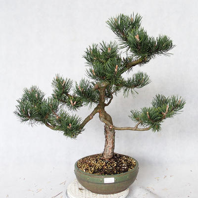 Outdoor Bonsai - Pinus Mugo - Kiefer kniend VB2019-26886 - 1
