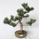 Outdoor Bonsai - Pinus Mugo - Kiefer kniend VB2019-26886 - 1/4