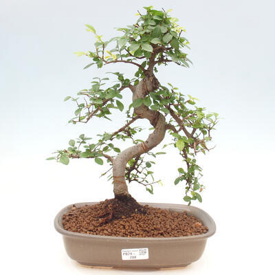 Zimmerbonsai - Ulmus parvifolia - Kleinblättrige Ulme - 1