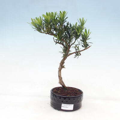 Bonsai im Freien Acer palmatum - Ahornpalme - 1