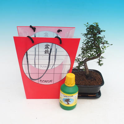 Raumbonsais in einer Geschenktüte, Ulmus parvifolia - Kleine Elm