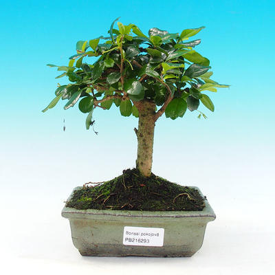 Zimmer Bonsai - Carmona macrophylla - 1